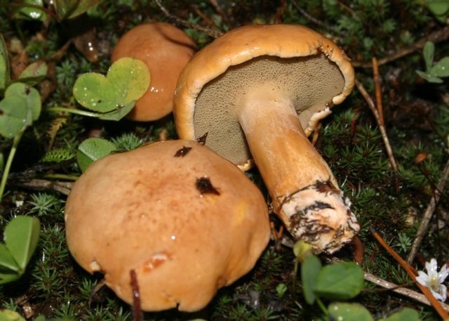 Butter mushrooms: photo and description, poisonous counterparts similar to edible ones, differences