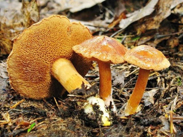 Butter mushrooms: photo and description, poisonous counterparts similar to edible ones, differences