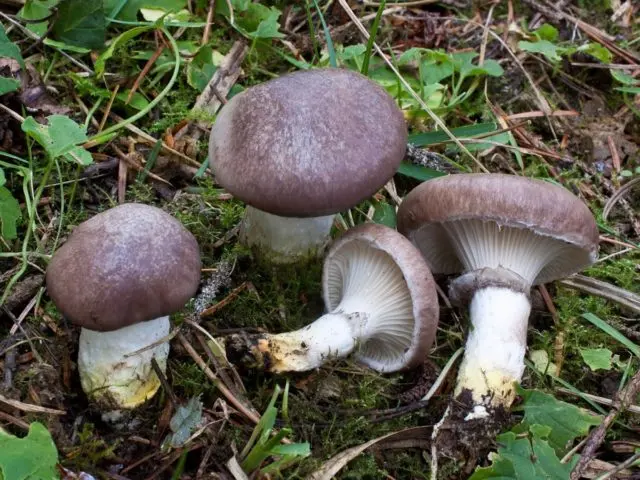 Butter mushrooms: photo and description, poisonous counterparts similar to edible ones, differences