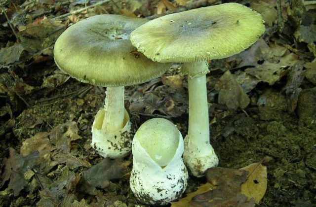 Butter mushrooms: photo and description, poisonous counterparts similar to edible ones, differences