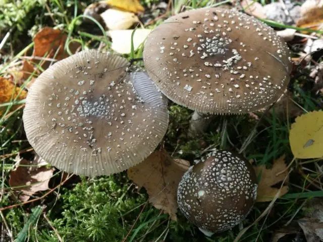 Butter mushrooms: photo and description, poisonous counterparts similar to edible ones, differences