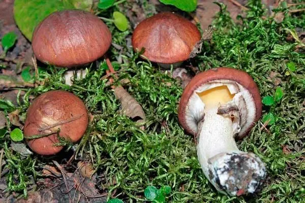 Butter mushrooms: photo and description, poisonous counterparts similar to edible ones, differences