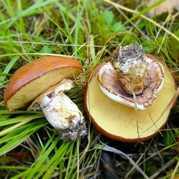 Butterfish with a skirt: edible and false mushrooms