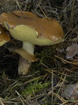 Butterfish with a skirt: edible and false mushrooms