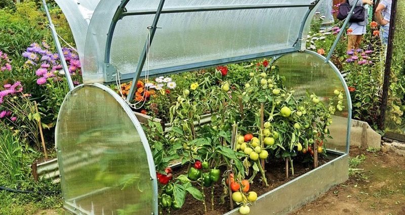 Butterfly greenhouse made of polycarbonate: construction instructions