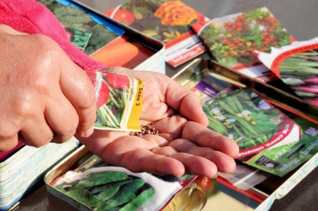 Buying seeds on the Internet: the main advantages, what nuances to consider