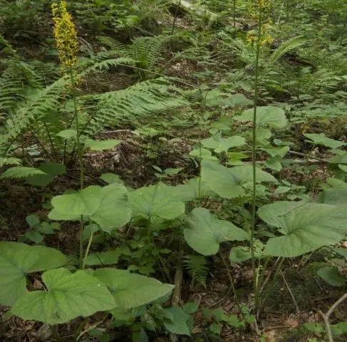 Buzulnik notched, narrow-headed, Midnight Lady and other species and varieties