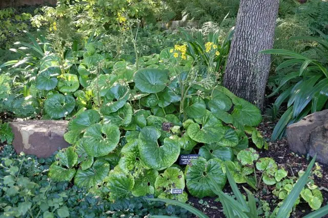 Buzulnik notched, narrow-headed, Midnight Lady and other species and varieties