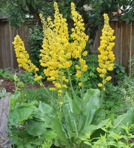 Buzulnik notched, narrow-headed, Midnight Lady and other species and varieties