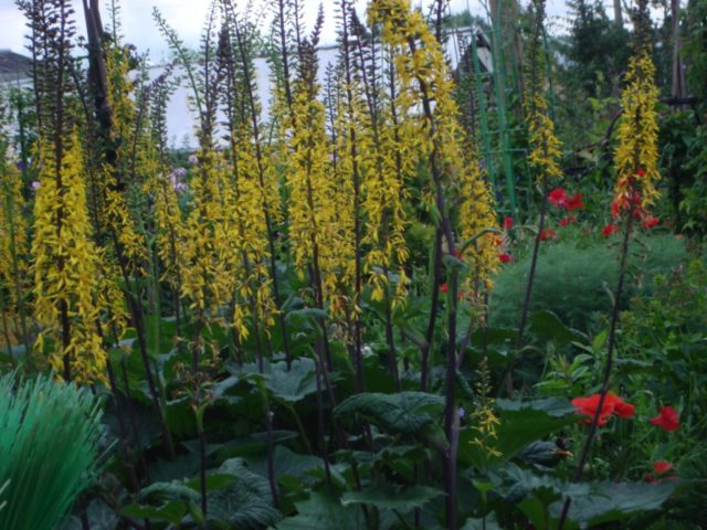 Buzulnik notched, narrow-headed, Midnight Lady and other species and varieties