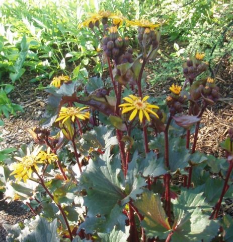 Buzulnik notched, narrow-headed, Midnight Lady and other species and varieties