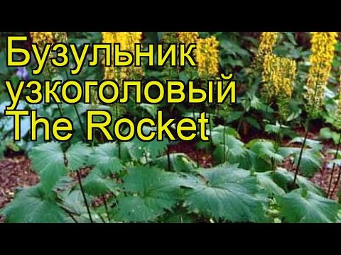 Buzulnik Rocket (Rocket): photo and description