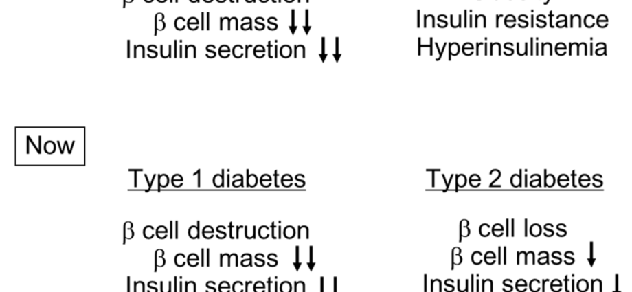 C-peptide &#8211; what is it, the course of the study, interpretation of the results