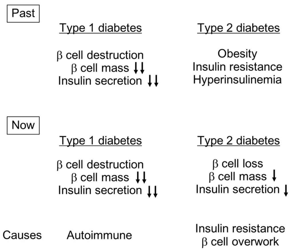 C-peptide &#8211; what is it, the course of the study, interpretation of the results