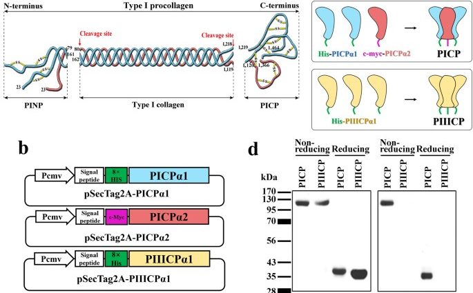 C-terminal procollagen I carboxyterminal propeptide (PICP)