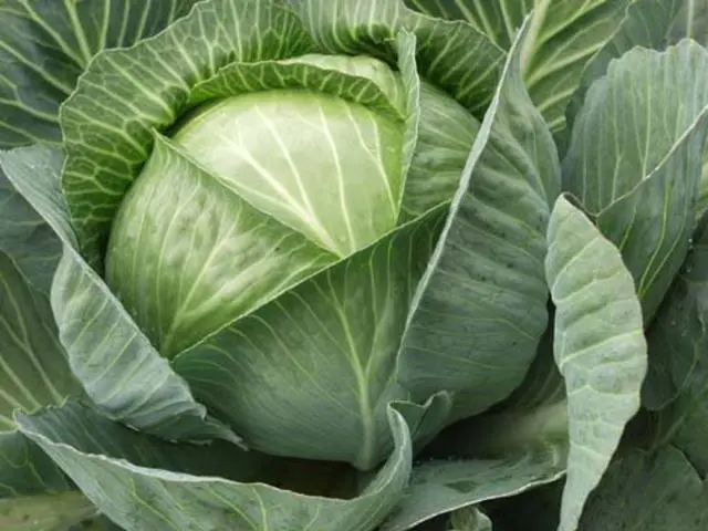 Cabbage Aggressor F1