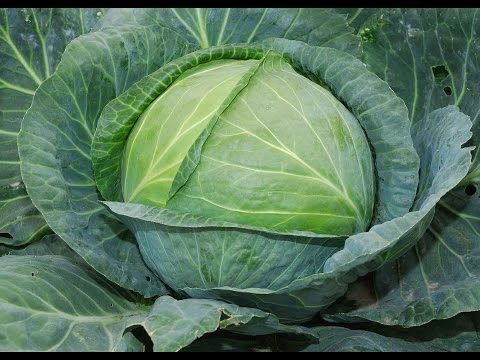 Cabbage Aggressor F1