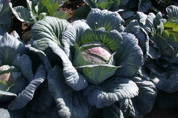 Cabbage Amager 611: reviews + variety description