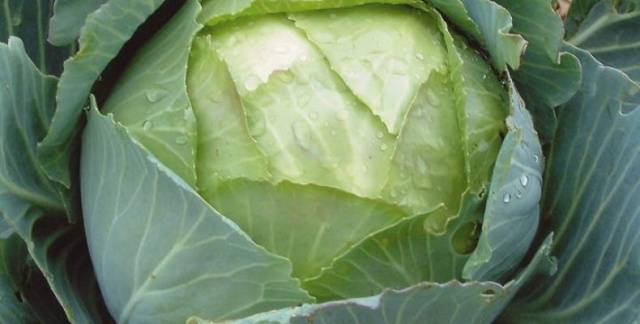 Cabbage Amager 611: reviews + variety description