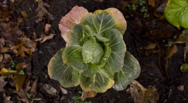 Cabbage Amager 611: reviews + variety description