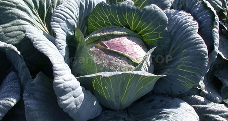 Cabbage Amager 611: reviews + variety description