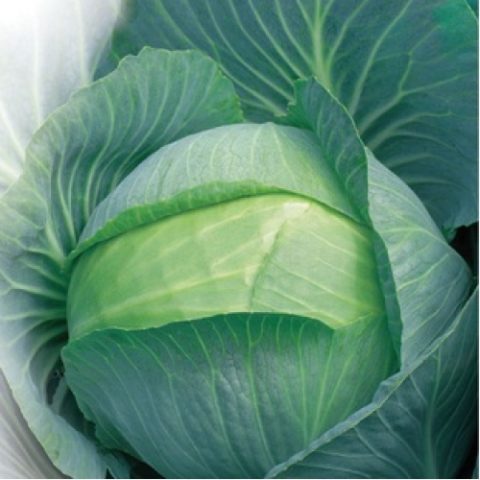 Cabbage Ammon F1: description, planting and care, reviews