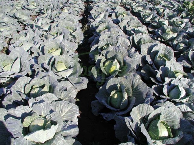 Cabbage Ammon F1: description, planting and care, reviews