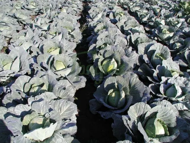 Cabbage Ammon F1: description, planting and care, reviews