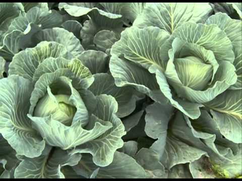 Cabbage Ammon F1: description, planting and care, reviews