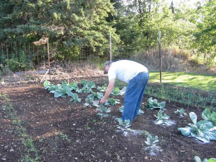 Cabbage and fleas: how to prevent a pest