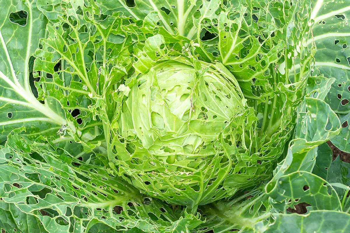 Cabbage and fleas: how to prevent a pest