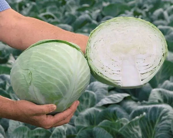 Cabbage Ankoma