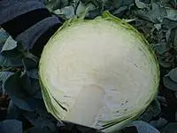 Cabbage Ankoma