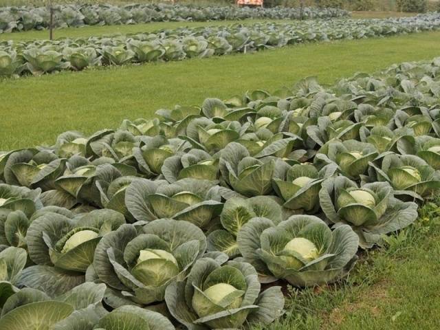 Cabbage Ankoma