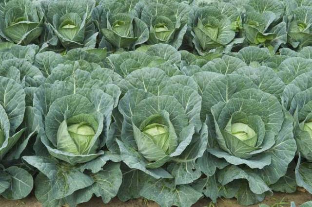 Cabbage Ankoma