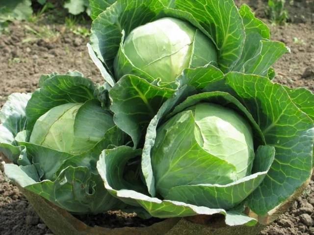 Cabbage Ankoma