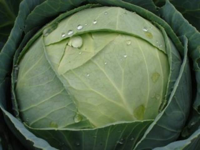 Cabbage Atria F1