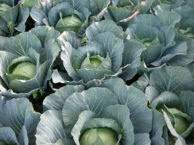 Cabbage Atria F1