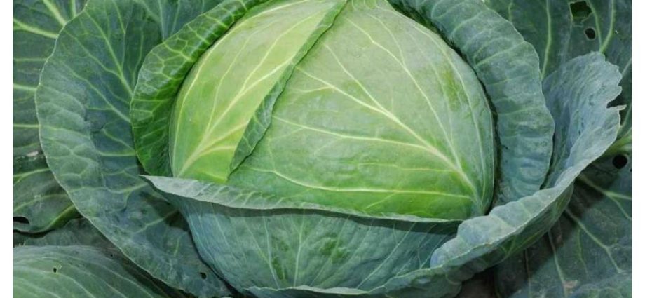 Cabbage Atria F1