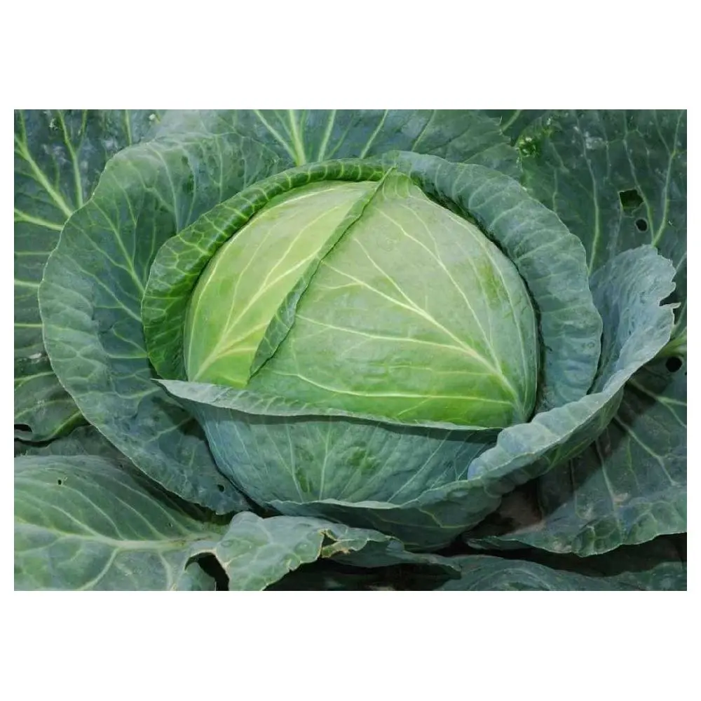 Cabbage Atria F1