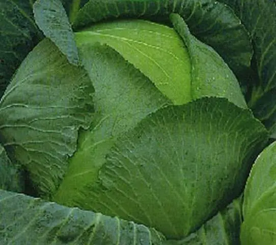 Cabbage Blizzard