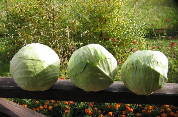 Cabbage Blizzard