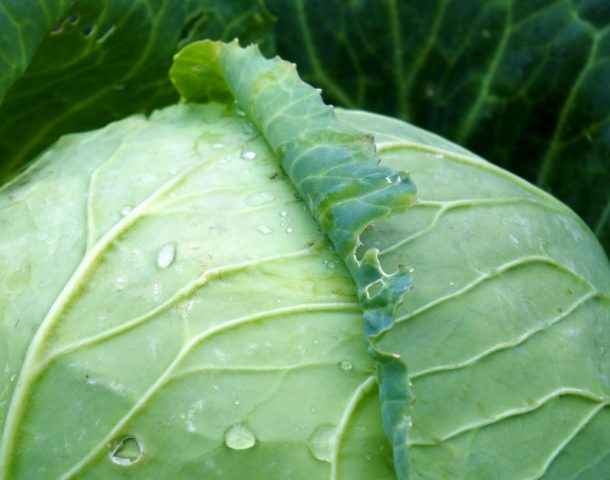 Cabbage Brigadier F1: description, planting and care, reviews