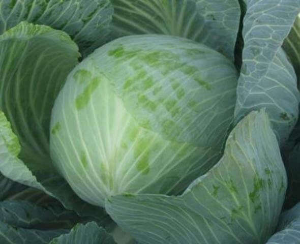 Cabbage Brigadier F1: description, planting and care, reviews