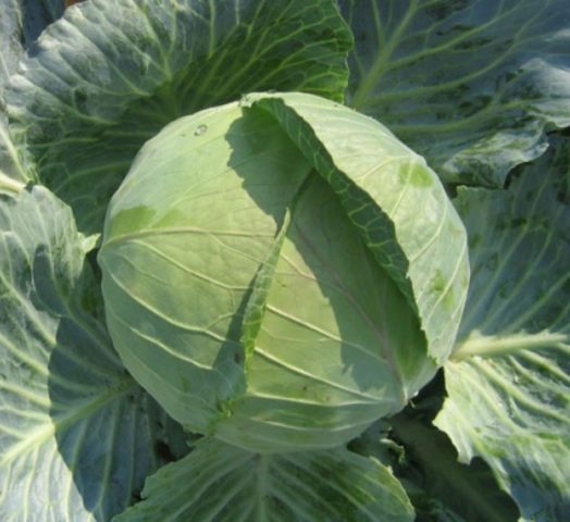 Cabbage Brigadier F1: description, planting and care, reviews