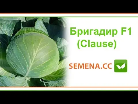 Cabbage Brigadier F1: description, planting and care, reviews