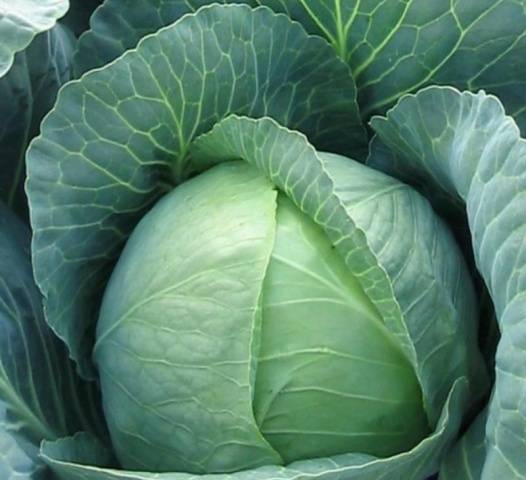 Cabbage Bronco F1