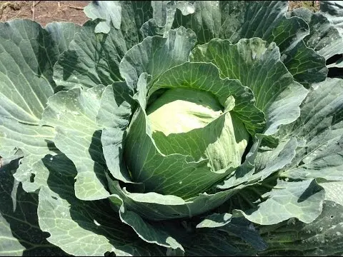 Cabbage Bronco F1