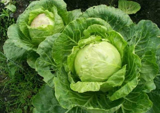 Cabbage Bronco F1