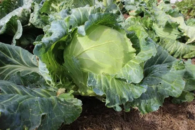 Cabbage Bronco F1